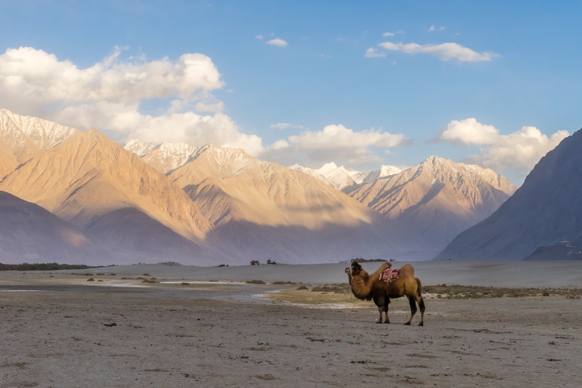 Ladakh Nubra Valley